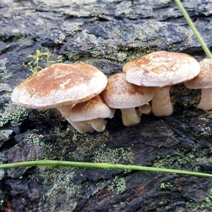 Unverified Cap on a stem; gills below cap [mushrooms or mushroom-like] at Wombeyan Caves, NSW - Today by trevorpreston