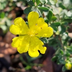 Hibbertia obtusifolia at Wombeyan Caves, NSW - 17 May 2025 by trevorpreston
