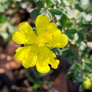 Hibbertia obtusifolia at Wombeyan Caves, NSW - Today by trevorpreston