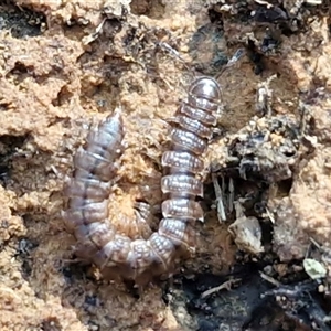 Dalodesmidae (family) at Wombeyan Caves, NSW - Today by trevorpreston
