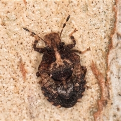 Dandinus crassus (Shield or Stink bug) at Bruce, ACT - 15 May 2025 by kasiaaus