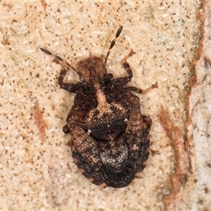 Dandinus crassus (Shield or Stink bug) at Bruce, ACT - 15 May 2025 by kasiaaus