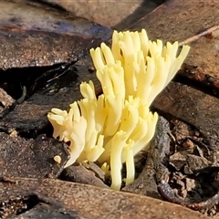 Ramaria lorithamnus at Wombeyan Caves, NSW - 17 May 2025 by trevorpreston