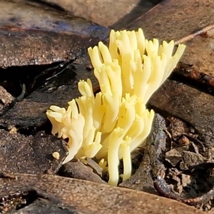 Unverified Coralloid fungus, markedly branched at Wombeyan Caves, NSW - Today by trevorpreston