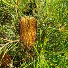 Banksia spinulosa var. spinulosa (Hairpin Banksia) at Wombeyan Caves, NSW - 17 May 2025 by trevorpreston