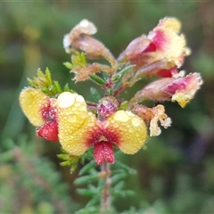 Dillwynia phylicoides (A Parrot-pea) at Wombeyan Caves, NSW - 17 May 2025 by trevorpreston