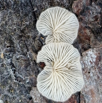 Unverified Cap, gills below, no stem & usually on wood [stemless mushrooms & the like] at Wombeyan Caves, NSW - 17 May 2025 by trevorpreston