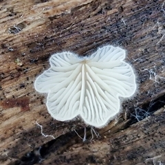 Schizophyllum commune (Split Gill Fungus) at Wombeyan Caves, NSW - Yesterday by trevorpreston