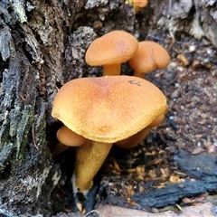 Gymnopilus ferruginosus at Wombeyan Caves, NSW - Yesterday by trevorpreston