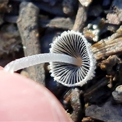 Coprinellus etc. (An Inkcap) at Wombeyan Caves, NSW - 17 May 2025 by trevorpreston