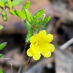 Hibbertia empetrifolia subsp. empetrifolia at Wombeyan Caves, NSW - 17 May 2025 by trevorpreston
