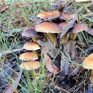 Unverified Cap on a stem; gills below cap [mushrooms or mushroom-like] at Wombeyan Caves, NSW - Today by trevorpreston