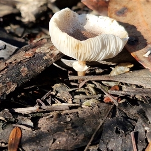 Unverified Cap on a stem; gills below cap [mushrooms or mushroom-like] at Wombeyan Caves, NSW - Today by trevorpreston