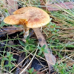 Unverified Cap on a stem; gills below cap [mushrooms or mushroom-like] at Wombeyan Caves, NSW - 17 May 2025 by trevorpreston