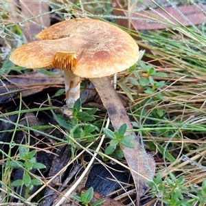 Unverified Cap on a stem; gills below cap [mushrooms or mushroom-like] at Wombeyan Caves, NSW - Today by trevorpreston
