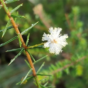 Acacia ulicifolia (Prickly Moses) at Wombeyan Caves, NSW - Today by trevorpreston