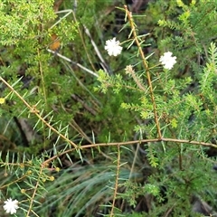 Acacia ulicifolia at Wombeyan Caves, NSW - 17 May 2025 09:38 AM