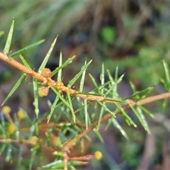 Acacia ulicifolia at Wombeyan Caves, NSW - 17 May 2025 09:38 AM