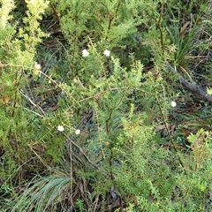 Acacia ulicifolia at Wombeyan Caves, NSW - 17 May 2025 09:38 AM