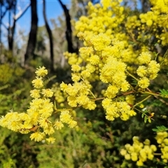 Acacia terminalis (Sunshine Wattle) at Wombeyan Caves, NSW - Today by trevorpreston