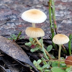 Mycena sp. (Mycena) at Wombeyan Caves, NSW - Yesterday by trevorpreston