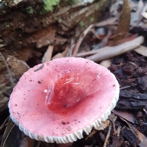Russula sp. (genus) at Penrose, NSW - Today by Aussiegall