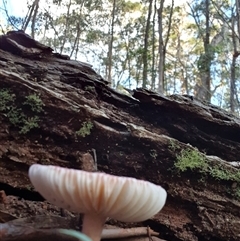 Russula sp. (genus) at Penrose, NSW - 17 May 2025 03:55 PM