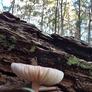 Russula sp. (genus) at Penrose, NSW - 17 May 2025 03:55 PM