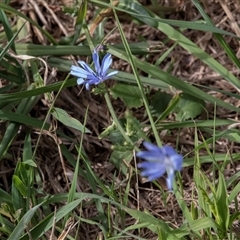 Cichorium intybus (Chicory) at Giralang, ACT - 1 May 2025 by AlisonMilton