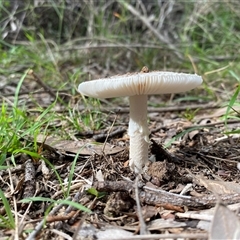 Amanita sp. at Broke, NSW - 13 May 2025 10:16 AM