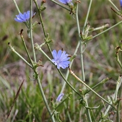 Cichorium intybus (Chicory) at Giralang, ACT - 1 May 2025 by AlisonMilton
