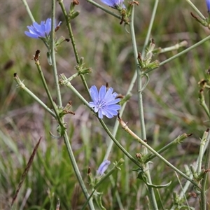 Cichorium intybus (Chicory) at Giralang, ACT - 1 May 2025 by AlisonMilton