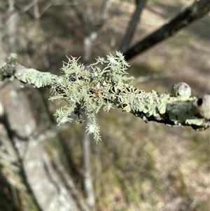 Unverified Lichen at Broke, NSW - 9 May 2025 by RoyP