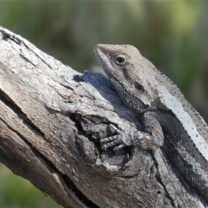 Amphibolurus muricatus at Ballyroe, NSW - suppressed
