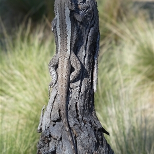 Amphibolurus muricatus at Ballyroe, NSW - suppressed