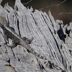 Amphibolurus muricatus at Ballyroe, NSW - suppressed