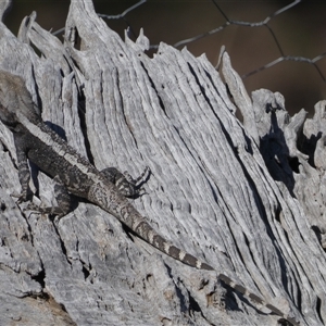 Amphibolurus muricatus at Ballyroe, NSW - suppressed