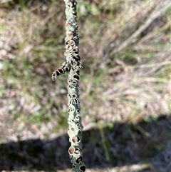 Unverified Lichen at Broke, NSW - 9 May 2025 by RoyP