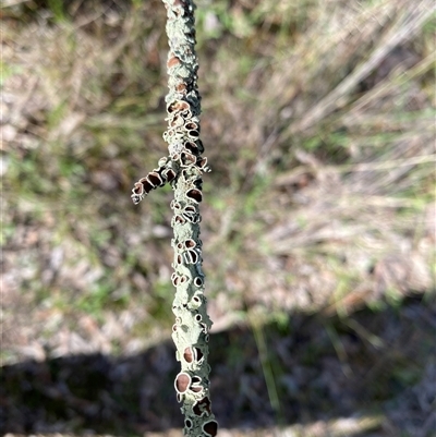 Unverified Lichen at Broke, NSW - 9 May 2025 by RoyP