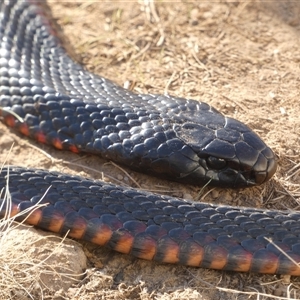 Pseudechis porphyriacus by TwoRivers
