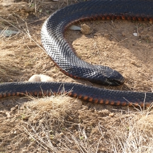 Pseudechis porphyriacus at Ballyroe, NSW - suppressed