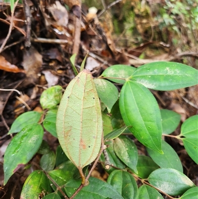Rhodamnia rubescens at Upper Lansdowne, NSW - 16 May 2025 by Purschy