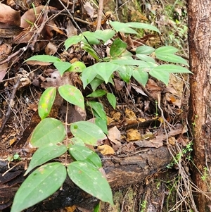 Rhodamnia rubescens at Upper Lansdowne, NSW - 16 May 2025 12:13 PM