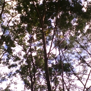Callocephalon fimbriatum at Noorinbee, VIC - suppressed