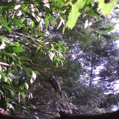 Callocephalon fimbriatum at Noorinbee, VIC - suppressed