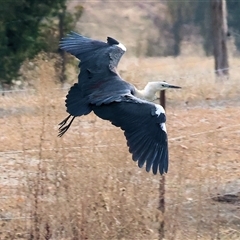 Ardea pacifica at Wodonga, VIC - Yesterday by KylieWaldon