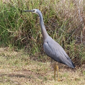 Egretta novaehollandiae by KylieWaldon