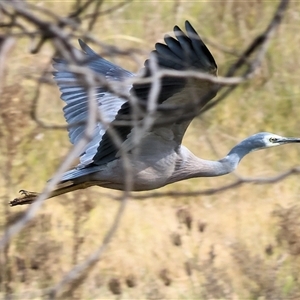 Egretta novaehollandiae at Wodonga, VIC - 17 May 2025 12:19 PM