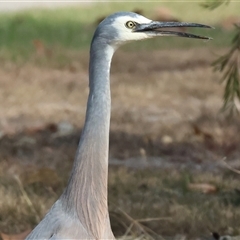 Egretta novaehollandiae at Wodonga, VIC - 17 May 2025 12:19 PM