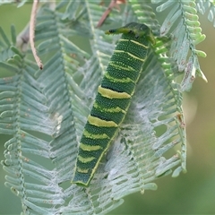 Charaxes sempronius at Wodonga, VIC - Yesterday by KylieWaldon
